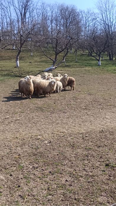 Oi de vanzare cu miei