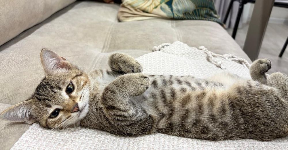 В добрые руки отделим котика