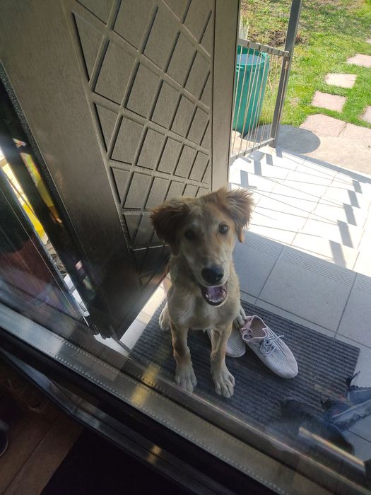 Собака в хорошие руки