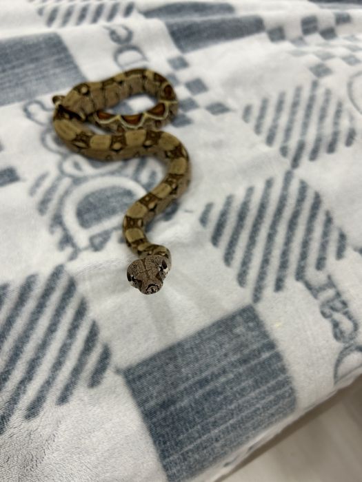 Продажа или обмен