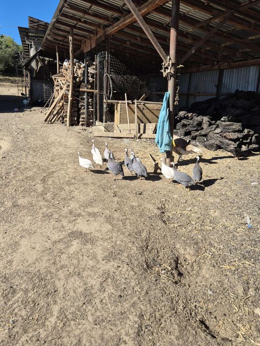 Bibilici colorate 2025