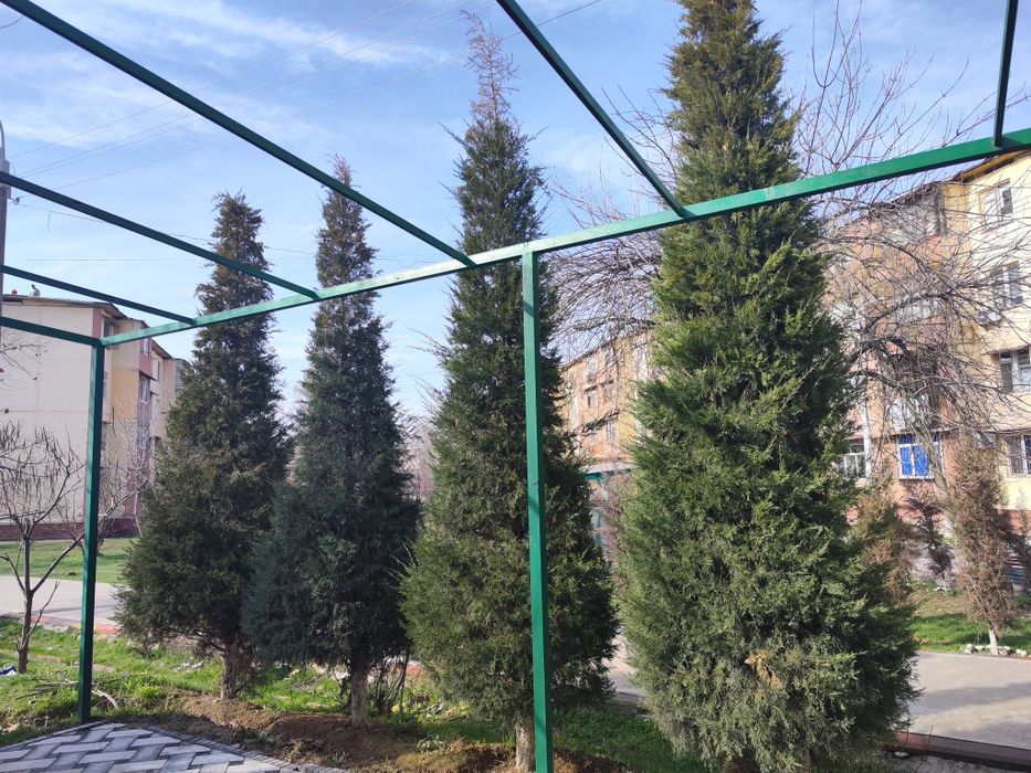 Арчалар сотилади