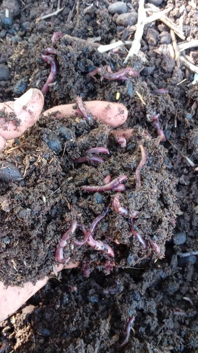 Биогумус              .