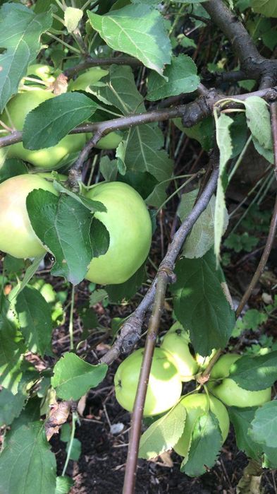 Дача 42кв. п. Солнечный