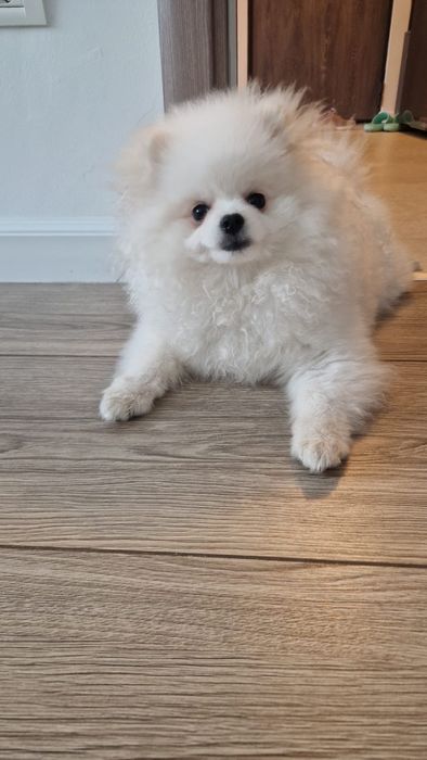 Pomeranian cu certificat de origine  pedigree