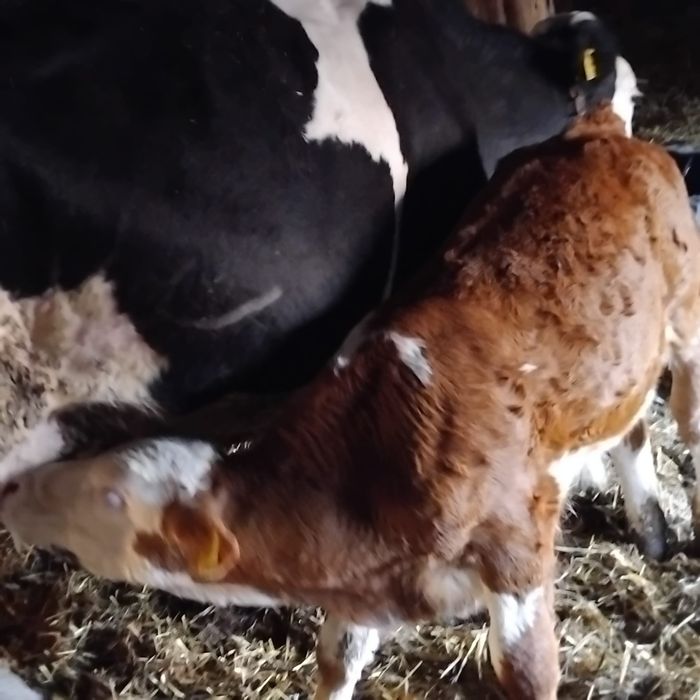 Vând o vaca de 5 ani