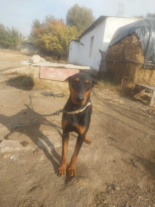 Erkak daberman yoshi 2da