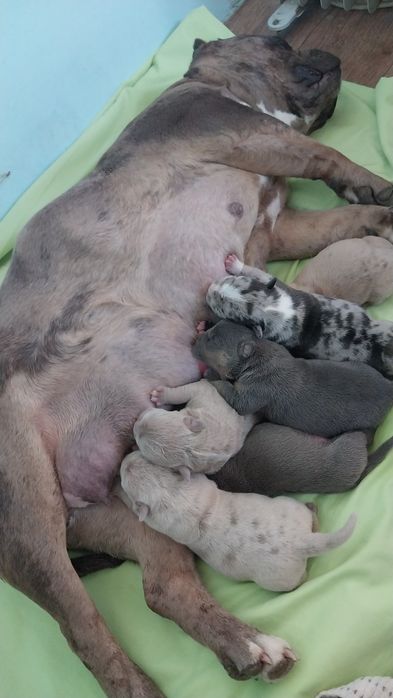 Американский булля