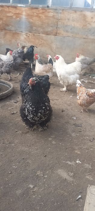 Продам инкубационное яйцо