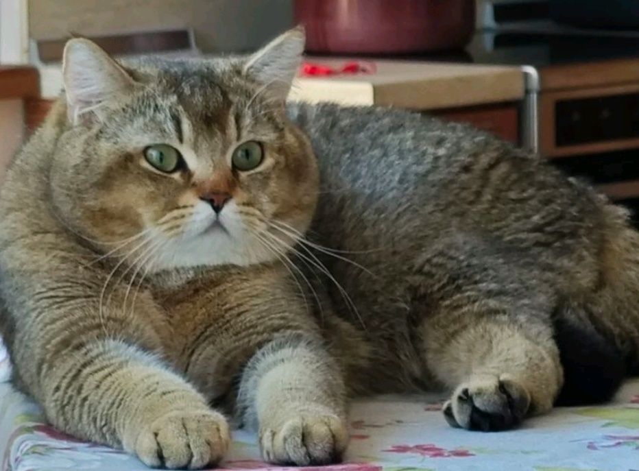 Продавам британски котарак с шарка таби