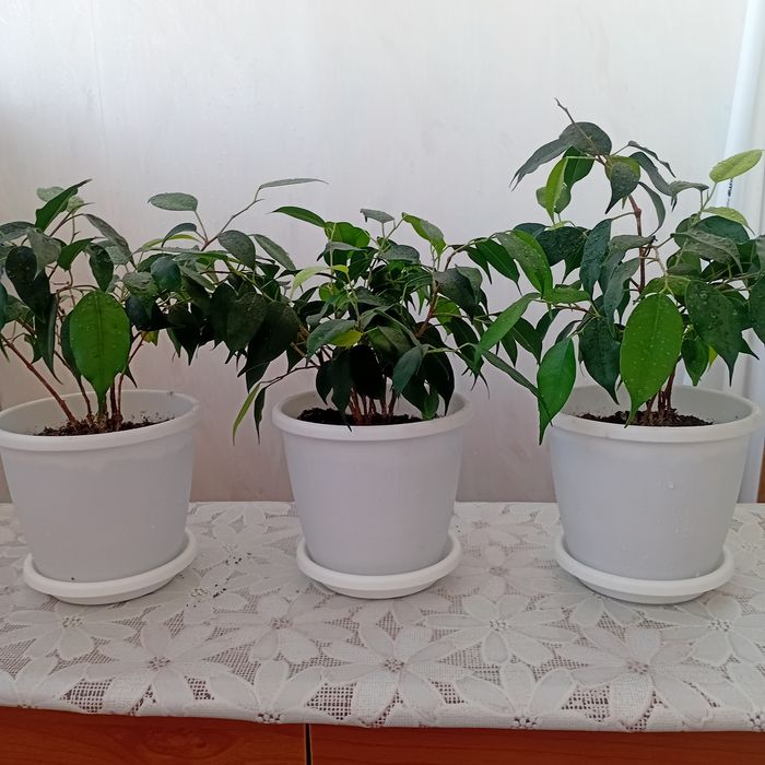 Продам цветы комнатные фикус