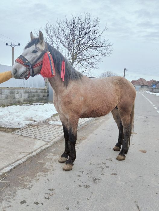 Vând sau schimb mânz de doi ani