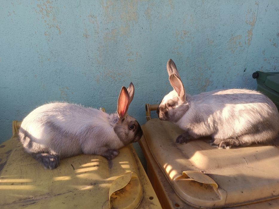 Vând 2 femele secuiesc