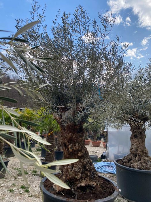 Măslini Mediteraneeni | Eleganță pentru Orice Spațiu Exterior