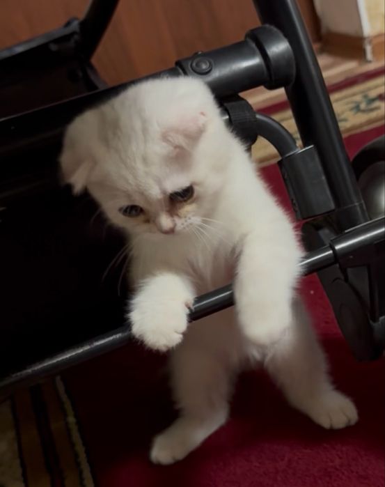 Шотланский веслоухий котик