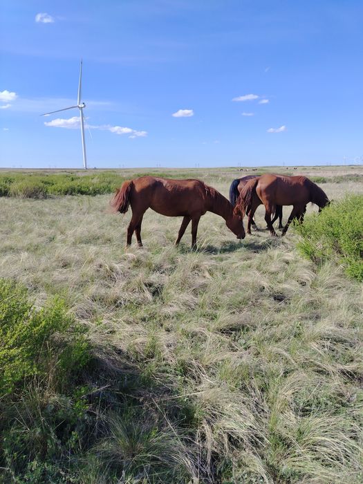 Ту бйе сатылады или обмен