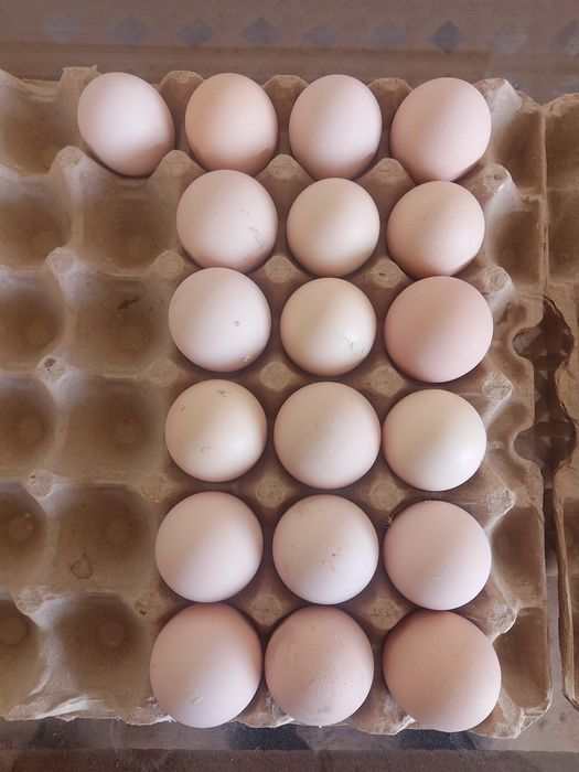 Кора шахзода ва Ухаюл тухумлари уругланган