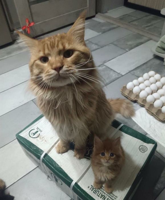 Котёнок Мейн Кун