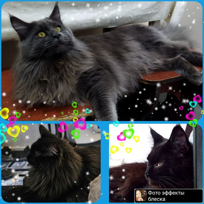 Открыто ранее бронирование на котят породы Мейн кун