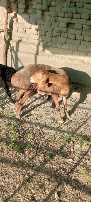 Тозза арашан егиз тугадиган куй сотилади