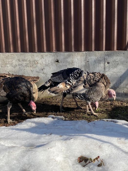 Индюки продаются 3 шт