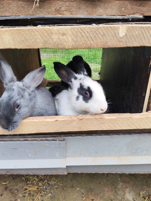 Quyon  sotilad sog'lom  semiz