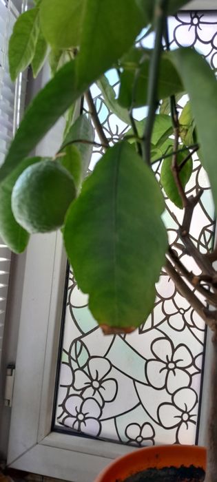 Лайм цитрус плодоноящий.