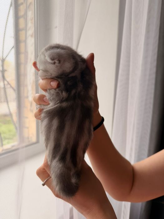 Вислоухие плющевые малыши