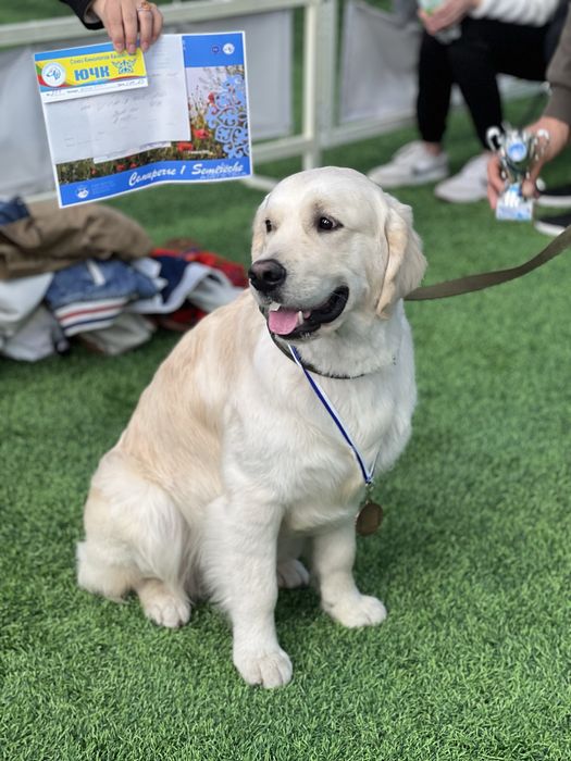 Вязка Золотистый Ретривер