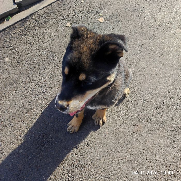 Найдена собака потеряшка