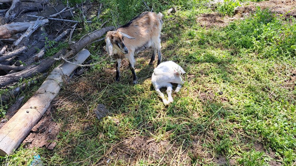 Сауынды ешкілер мен текелер сатамыз
