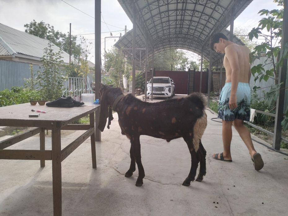 Таза қанды камори