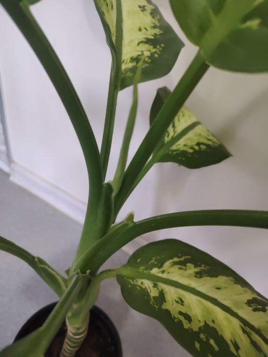 Диффенбахия в дом или офис
