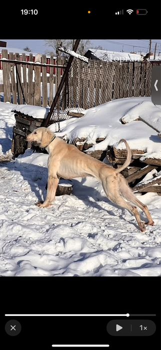 Тазы 4жасар қаншық