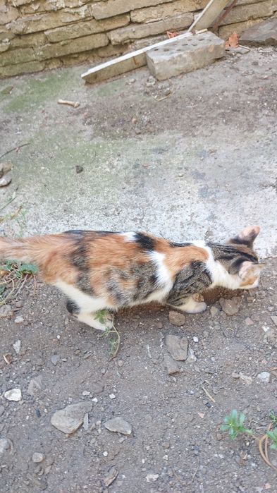 Подарявам  малки котенца