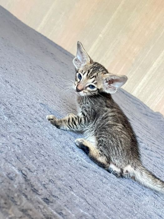 Ориентальные котята