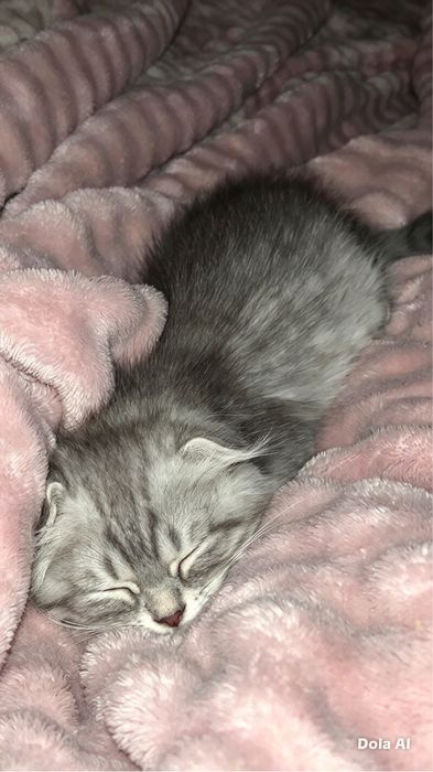 Шотландский вислоухий котёнок
