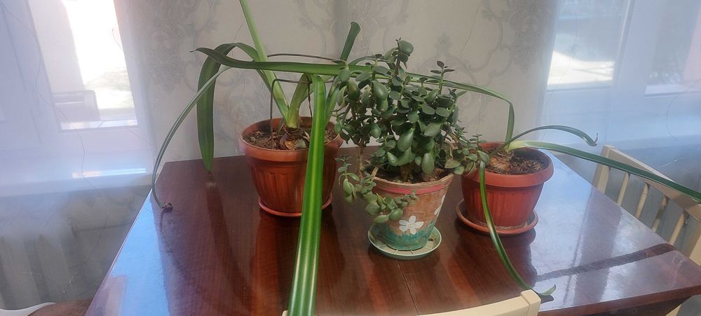 Комнатные растения