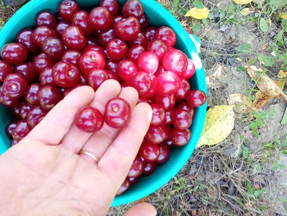 Vișine dulci de vânzare