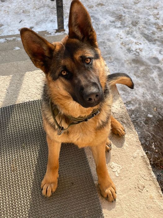 Немецкая овчарка в добрые руки