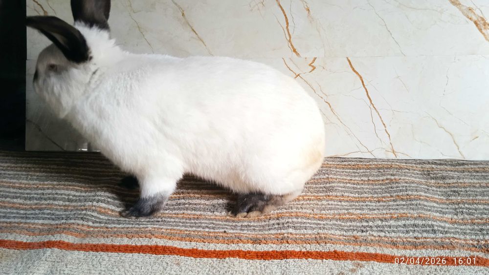 Quyonlar, kalliforniya quyonlar