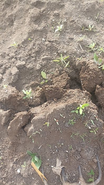 Биогумс сотилади бешли