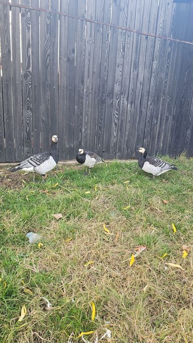 Femelă gasca călugăr