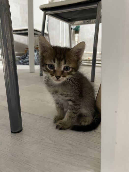 Отдаем котят в добрые руки