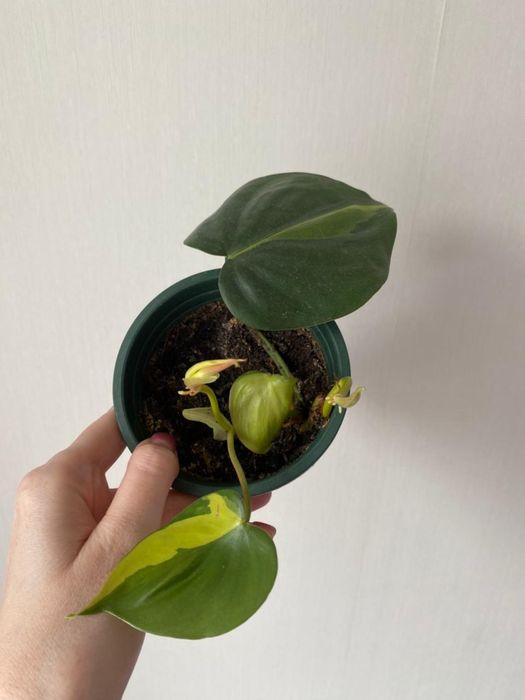 Филодендрон бразил лиана