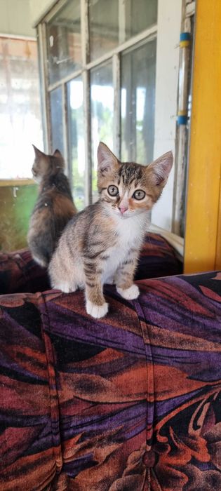Отдам котенка в добрые руки