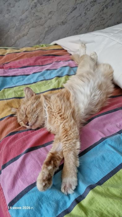 Рыжий котик ищет дом!