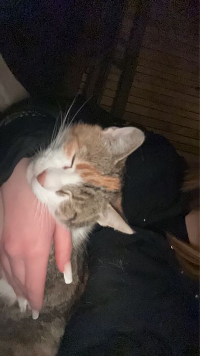 Petsitter pisici Cluj