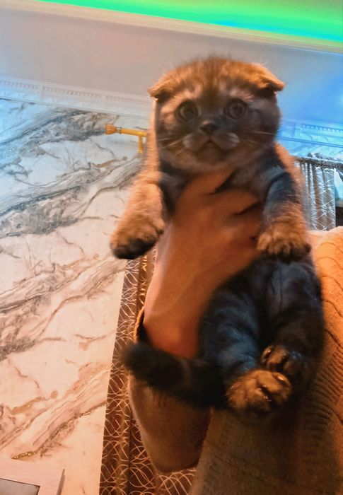 Скоттиш-фолд (2 Oylik) Черный серебристый классический полосатый кот