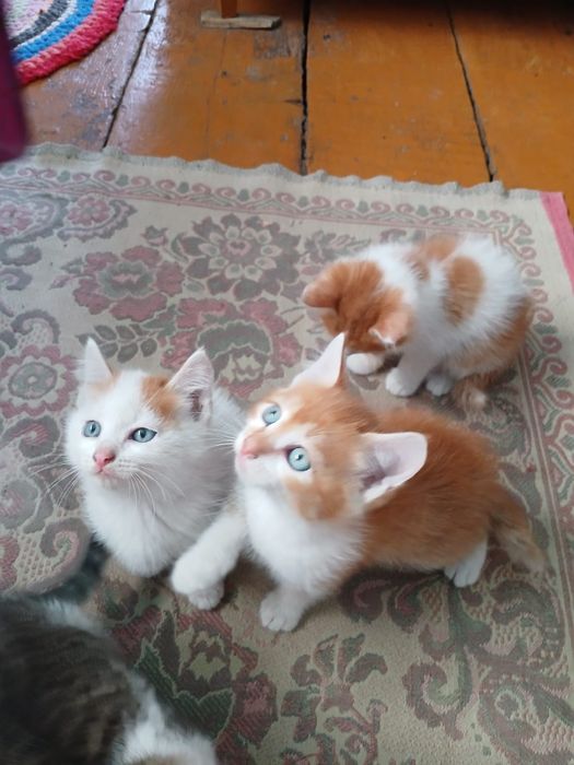 Отдам котят бесплатно